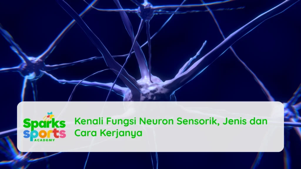 Kenali Fungsi Neuron Sensorik, Jenis dan Cara Kerjanya